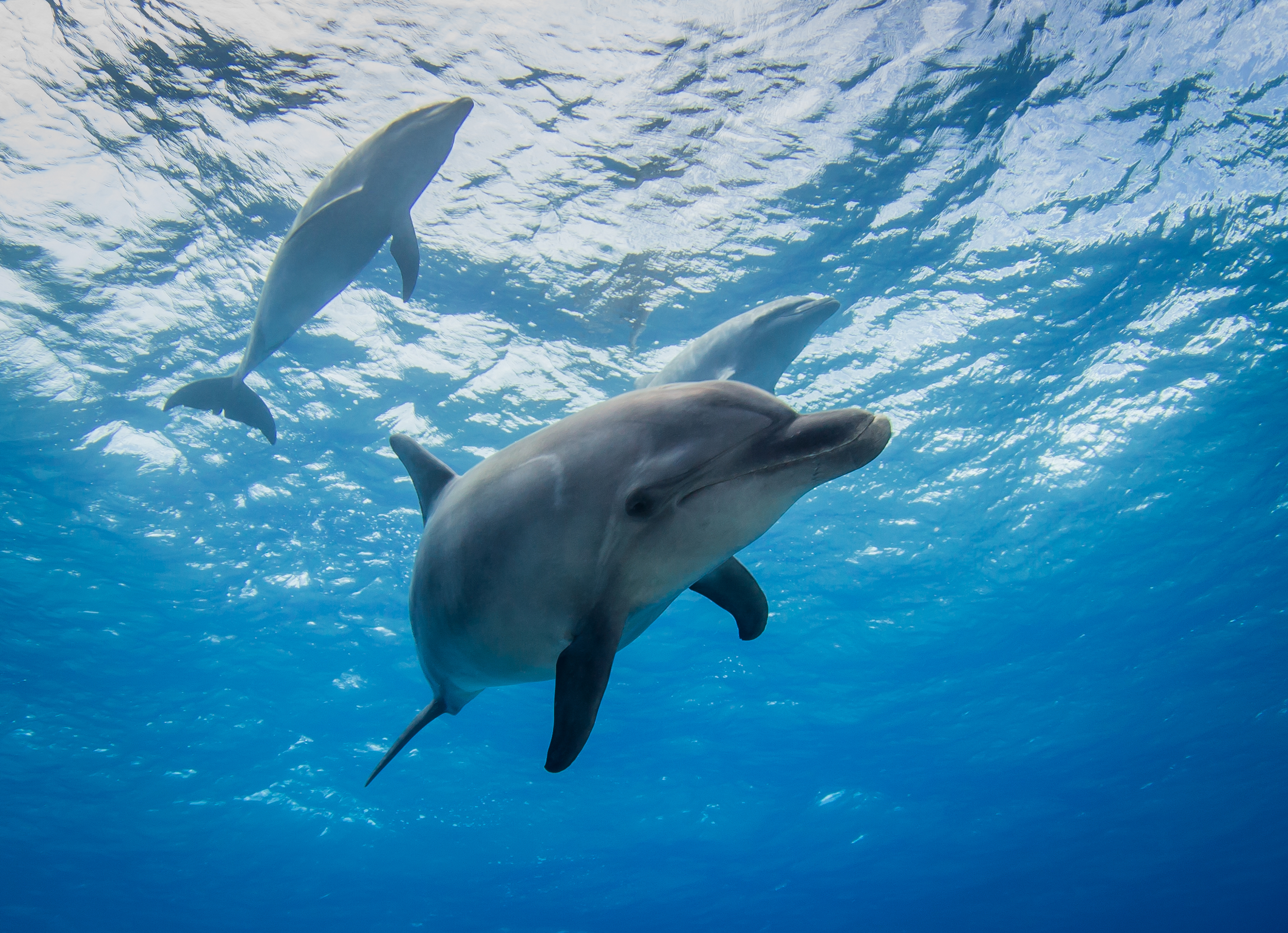 Dolphins in the ocean