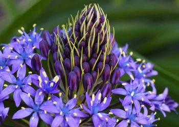 Cuban Flora