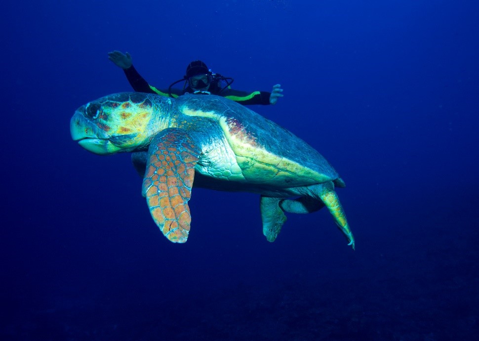 Scuba Divers Paradise