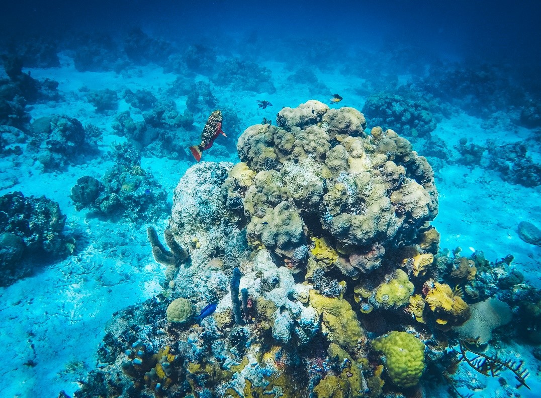 Scuba Divers Paradise