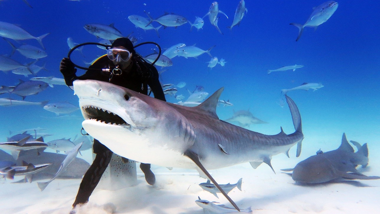 Scuba Divers Paradise