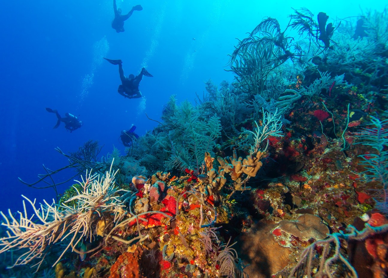 Scuba Divers Paradise