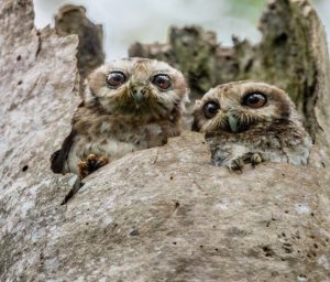 best place for birding