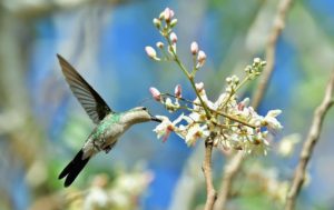 best place for birding