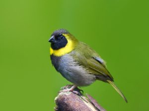 best place for birding