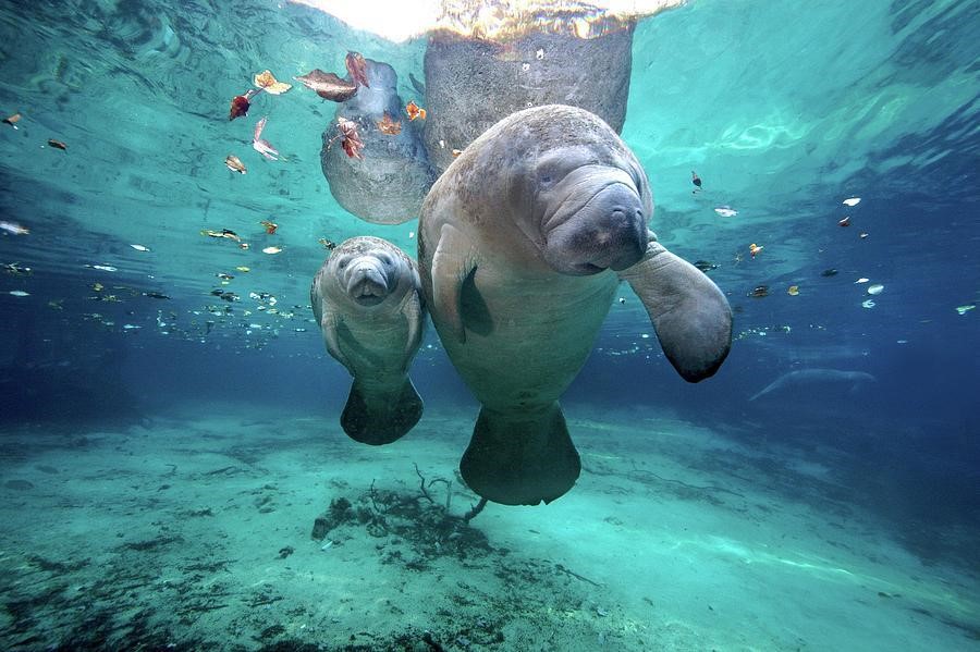 Cuba’s Marvellous Mammals
