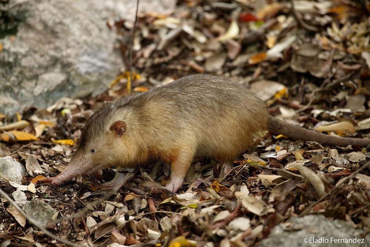 Cuba’s Marvellous Mammals