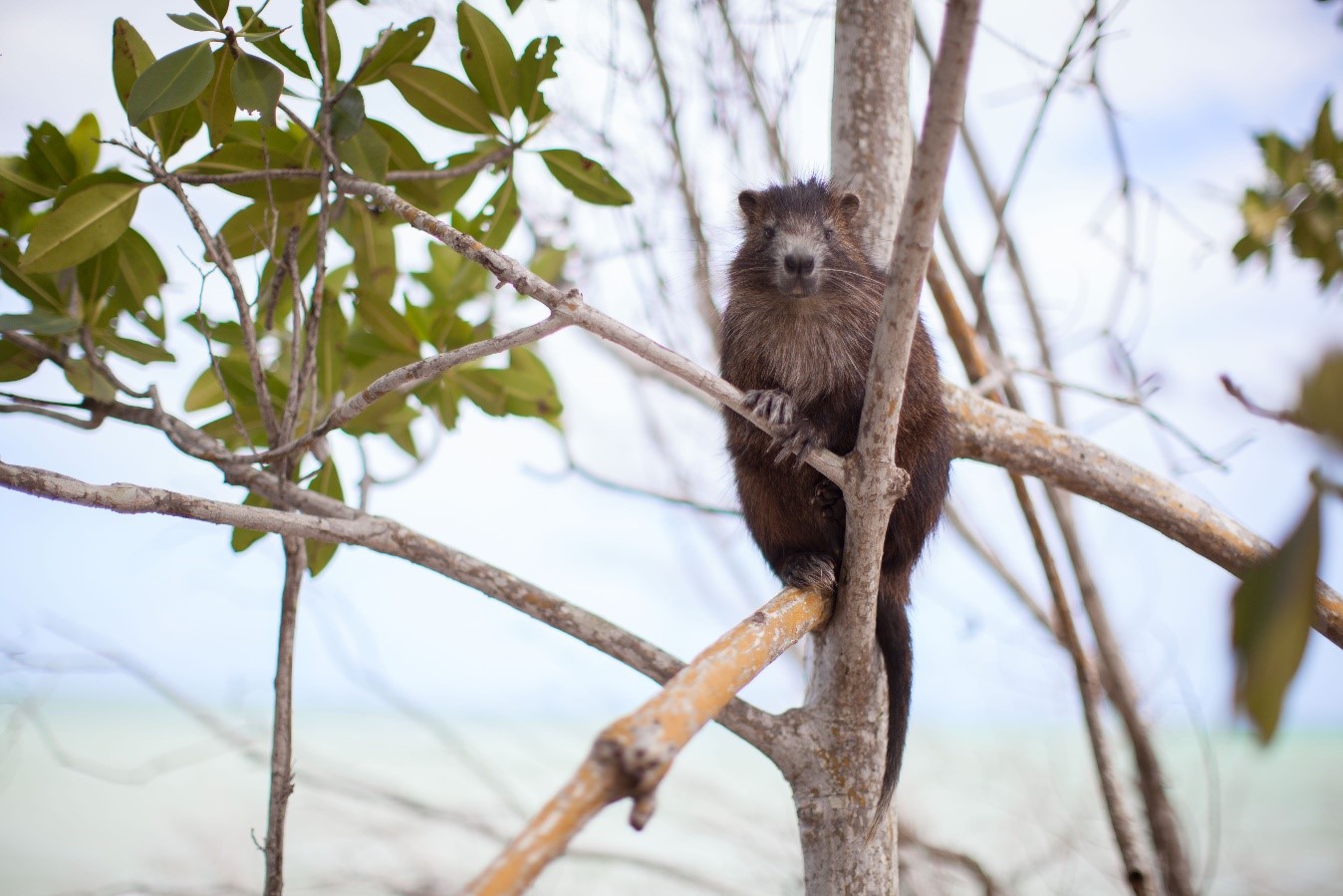 Cuba’s Marvellous Mammals
