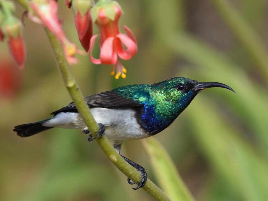 Cuba & Costa Rica