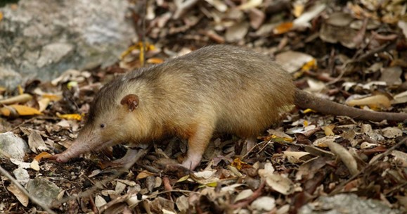 Cuba’s Endangered Species