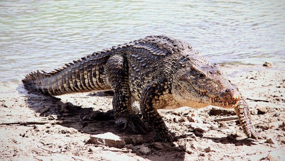 Cuba’s Endangered Species