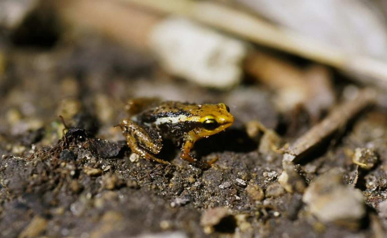 Cuba’s Endangered Species