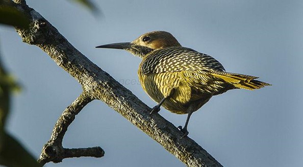 Cuba’s Endangered Species