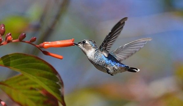 Cuba’s Endangered Species