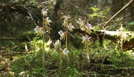 Cuba’s Endangered Species