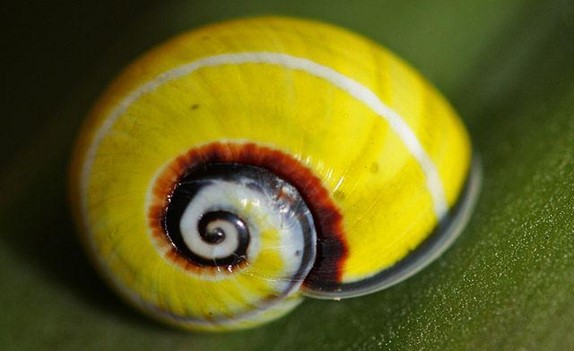 Cuba’s Endangered Species