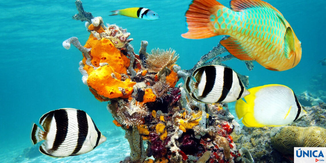 Cuba’s incredible coral reef