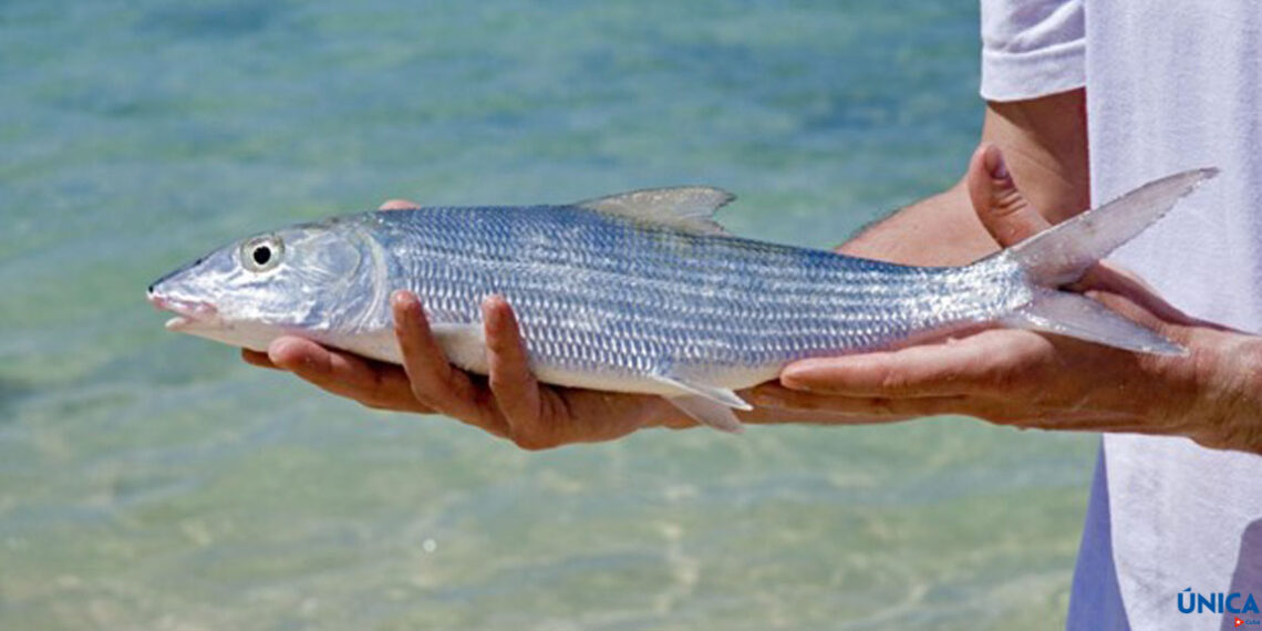 Bonefishing in Cuba