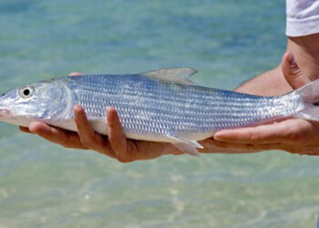 Bonefishing in Cuba