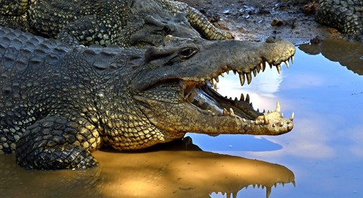 Cuba's Reptiles - 1