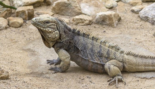 Cuba's Reptiles - 3