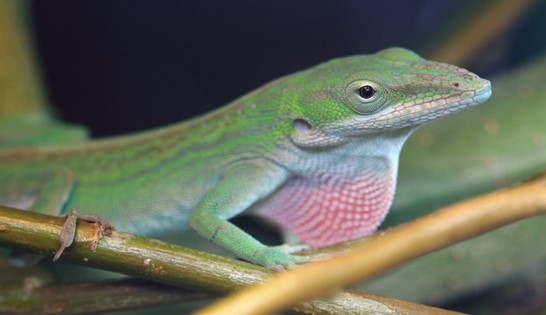 Cuba's Reptiles - 4