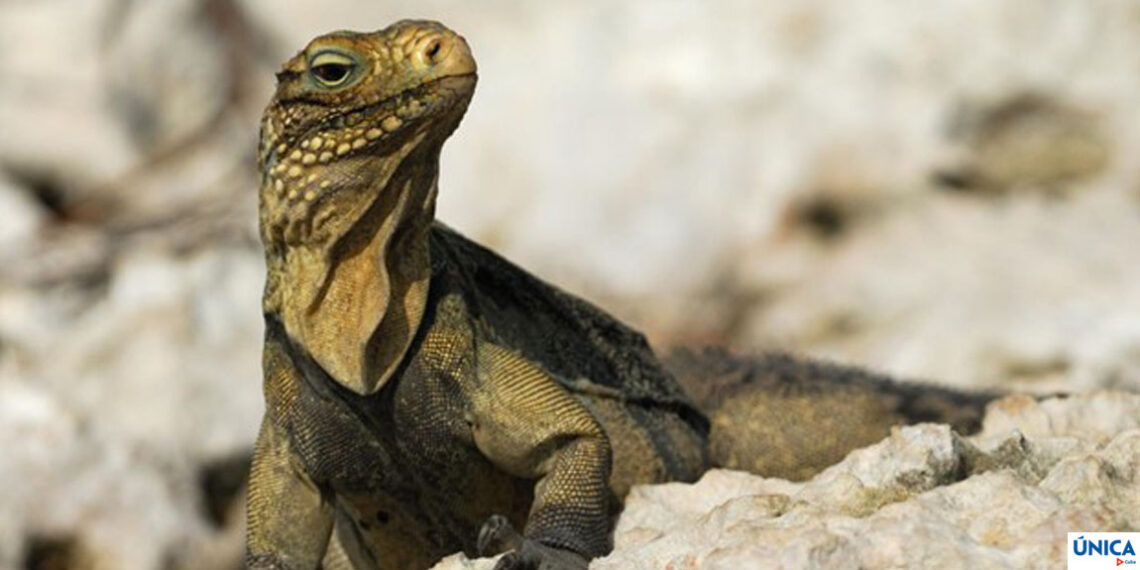 Cuba's Reptiles