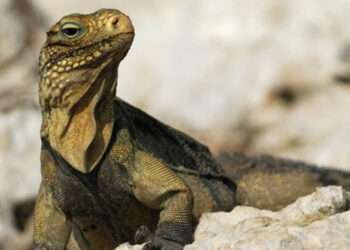 Cuba's Reptiles