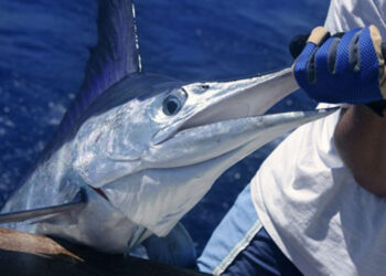 Hemingway's Fishing Tournament in Cuba