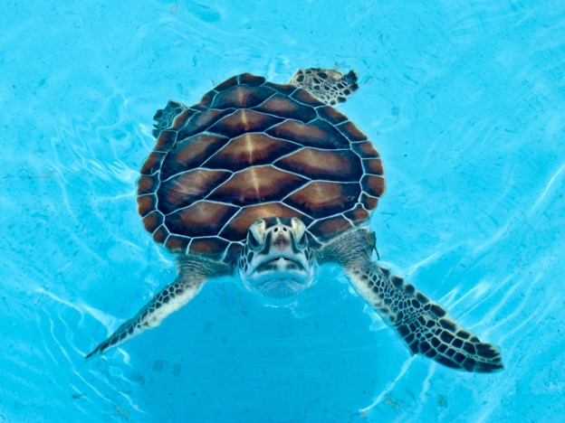 Cayo Largo Destination Guide - Sea Turtle