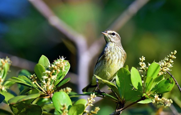 Guanahacabibes Peninsula National Park - 1