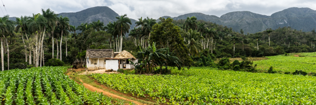 must do activities in Viñales - Tobacco Plantations