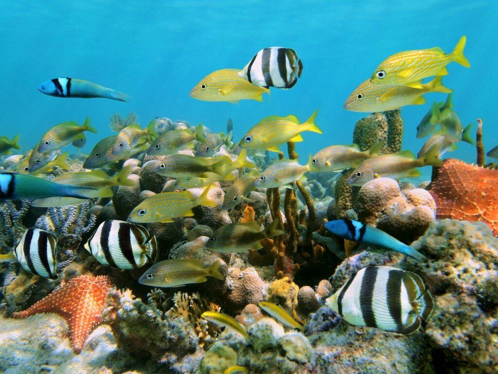 Cave Diving in Cuba - Jardines de la Reina Diving 
