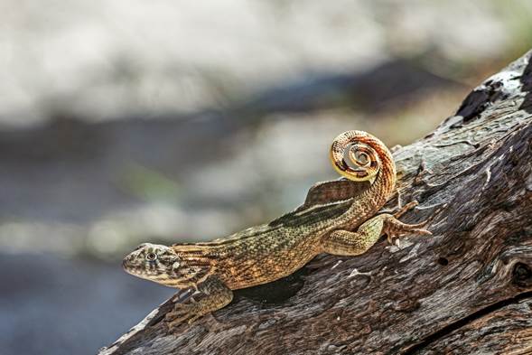 Varahicacos Ecological Reserve - Cuban Curly Tail Lizard