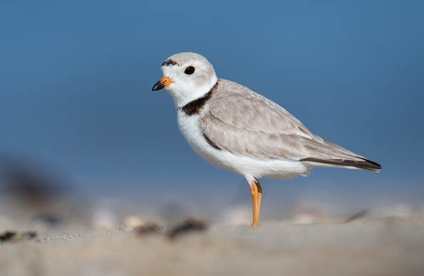 Varahicacos Ecological Reserve - Piping Plover