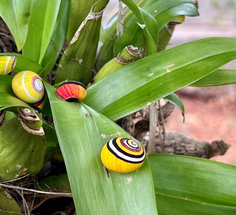 colourful snail in cuba - 1