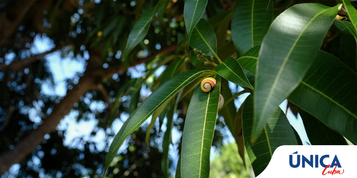 colourful snail in cuba