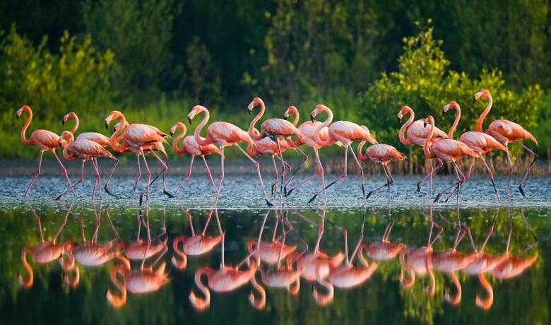 Sustainable Travel in Cuba - Flamingo