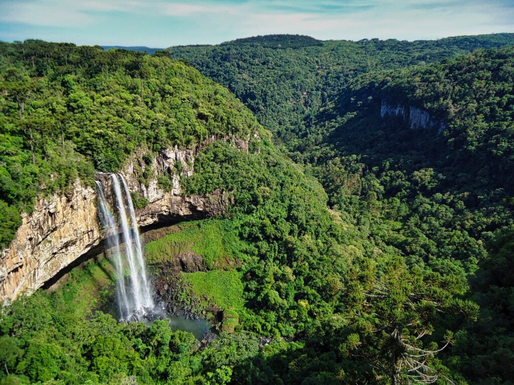 Belize travel guide - Jungle