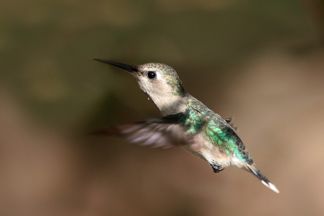 The Bee Hummingbird is usually only 5-6cm